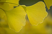 MARKS HALL  ESSEX : CLOSE UP OF LEAVES OF GINGKO BILOBA IN AUTUMN