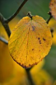 MARKS HALL  ESSEX : CLOSE UP OF YELLOW LEAF OF HAMAMELIS MOLLIS IN AUTUMN