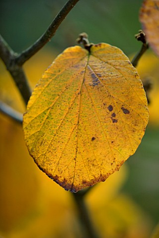 MARKS_HALL__ESSEX__CLOSE_UP_OF_YELLOW_LEAF_OF_HAMAMELIS_MOLLIS_IN_AUTUMN