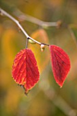 MARKS HALL  ESSEX : CLOSE UP OF RED LEAVES IN AUTUMN