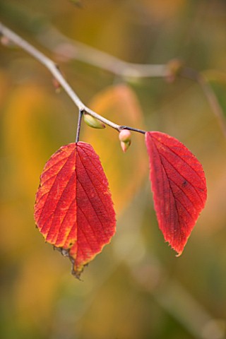 MARKS_HALL__ESSEX__CLOSE_UP_OF_RED_LEAVES_IN_AUTUMN