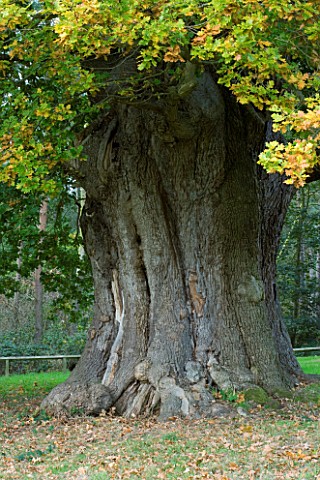 MARKS_HALL__ESSEX___THE_HONYWOOD_OAK_TREE__THOUGHT_TO_BE_800_YEARS_OLD