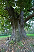 MARKS HALL  ESSEX :  THE HONYWOOD OAK TREE - THOUGHT TO BE 800 YEARS OLD