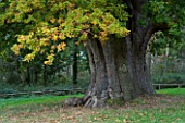 MARKS HALL  ESSEX :  THE HONYWOOD OAK TREE - THOUGHT TO BE 800 YEARS OLD