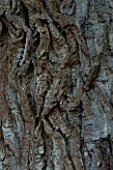 MARKS HALL  ESSEX :  CLOSE UP OF THE BARK OF THE HONYWOOD OAK TREE - THOUGHT TO BE 800 YEARS OLD