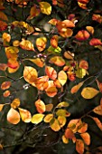 MARKS HALL  ESSEX : CLOSE UP OF COTINUS LEAVES WITH BACKLIGHTING