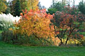 MARKS HALL  ESSEX : AUTUMN COLOUR BESIDE A LAKE WITH PAMPAS GRASS AND COTINUS