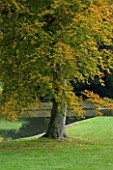 MARKS HALL  ESSEX : LAWN AND BEECH TREE BESIDE A LAKE IN AUTUMN