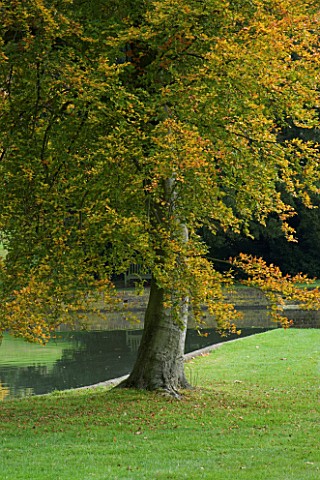 MARKS_HALL__ESSEX__LAWN_AND_BEECH_TREE_BESIDE_A_LAKE_IN_AUTUMN