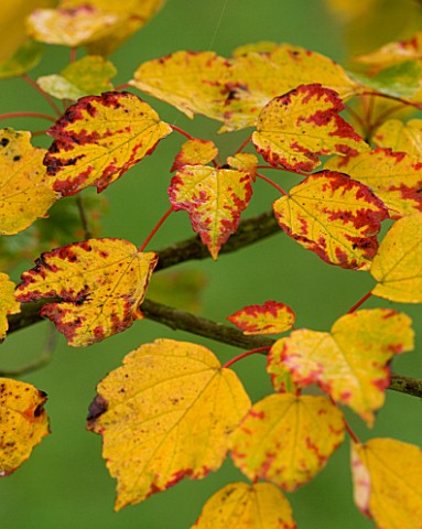 BODENHAM_ARBORETUM__WORCESTERSHIRE_YELLOW_AND_RED_LEAVES_OF_ACER_PYCNANTHUM_IN_AUTUMN