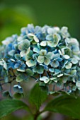 BODENHAM ARBORETUM  WORCESTERSHIRE: BLUE FLOWER OF HYDRANGEA MACROPHYLLA MOUSSELINE IN AUTUMN