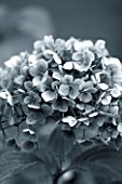 BODENHAM ARBORETUM  WORCESTERSHIRE: BLACK AND WHITE TONED IMAGE OF FLOWER OF HYDRANGEA MACROPHYLLA MOUSSELINE IN AUTUMN