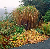 AUTUMNAL SHADES IN THE DINGLE GARDEN  WALES. HOSTAS AND MISCANTHUS SINENSIS.