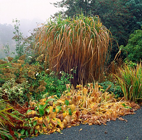 AUTUMNAL_SHADES_IN_THE_DINGLE_GARDEN__WALES_HOSTAS_AND_MISCANTHUS_SINENSIS