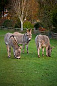 BODENHAM ARBORETUM  WORCESTERSHIRE: DONKEYS ON THE LAWN BY THE OLD DRIVE IN AUTUMN