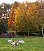 BODENHAM ARBORETUM  WORCESTERSHIRE: DAWN LIGHT/ SUNRISE ILLUMINATES BIRCHES AND A SWAMP CYPRUS (TAXODIUM DISTICHUM) BESIDE A FENCE WITH SHEEP LTYING DOWN ON GRASS. AUTUMN