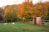 BODENHAM ARBORETUM  WORCESTERSHIRE: DAWN LIGHT/ SUNRISE ILLUMINATES BIRCHES AND A SWAMP CYPRUS (TAXODIUM DISTICHUM) BESIDE A FENCE WITH SHEEP LTYING DOWN ON GRASS. AUTUMN