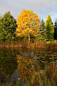 BODENHAM ARBORETUM  WORCESTERSHIRE: AUTUMN COLOUR OF LIRIODENDRON TULIPIFERA SEEN ACROSS THE BIG POOL IN THE EARLY MORNING LIGHT