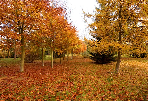 BODENHAM_ARBORETUM__WORCESTERSHIRE_AUTUMN_COLOURS_OF_A_LARCH_LARIX__AND_BEECH_TREES_AT_RYLANDS_GROVE