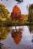 BODENHAM ARBORETUM  WORCESTERSHIRE: AUTUMN COLOURS OF A SWAMP CYPRESS (TAXODIUM DISTICHUM) SEEN REFLECTED IN WATER - ACROSS THE BOTTOM POOL