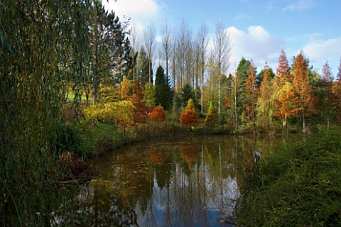 BODENHAM_ARBORETUM__WORCESTERSHIRE_AUTUMN_COLOURS_BESIDE_THE_BIG_POOL_DOMINATED_BY_SWAMP_CYPRESSES_T