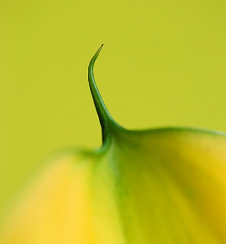 CLOSE_UP_OF_TIP_OF_YELLOW_CALLA_LILY_ZANTEDESCHIA_SP_AGAINST_YELLOW_BACKGROUND