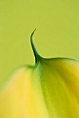 CLOSE UP OF TIP OF YELLOW CALLA LILY (ZANTEDESCHIA SP) AGAINST YELLOW BACKGROUND