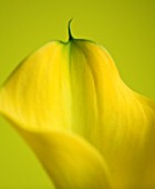 CLOSE UP OF TIP OF YELLOW CALLA LILY (ZANTEDESCHIA SP) AGAINST YELLOW BACKGROUND