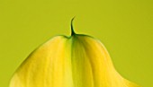 CLOSE UP OF YELLOW CALLA LILY (ZANTEDESCHIA SP) AGAINST YELLOW BACKGROUND