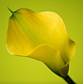 CLOSE UP OF YELLOW CALLA LILY (ZANTEDESCHIA SP) AGAINST YELLOW BACKGROUND