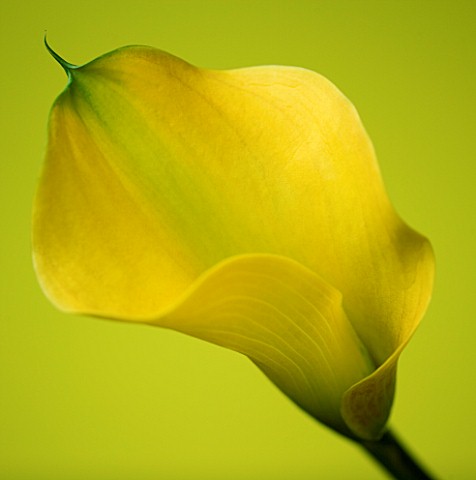 CLOSE_UP_OF_YELLOW_CALLA_LILY_ZANTEDESCHIA_SP_AGAINST_YELLOW_BACKGROUND
