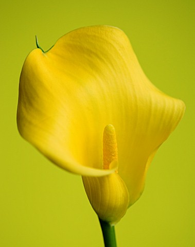 CLOSE_UP_OF_YELLOW_CALLA_LILY_ZANTEDESCHIA_SP_AGAINST_YELLOW_BACKGROUND