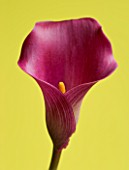 CLOSE UP OF PINK CALLA LILY (ZANTEDESCHIA SP) AGAINST YELLOW BACKGROUND