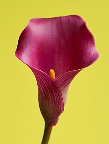 CLOSE_UP_OF_PINK_CALLA_LILY_ZANTEDESCHIA_SP_AGAINST_YELLOW_BACKGROUND