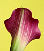 CLOSE UP OF PINK CALLA LILY (ZANTEDESCHIA SP) AGAINST YELLOW BACKGROUND