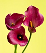 CLOSE UP OF THREE  PINK CALLA LILLIES (ZANTEDESCHIA SP) AGAINST YELLOW BACKGROUND