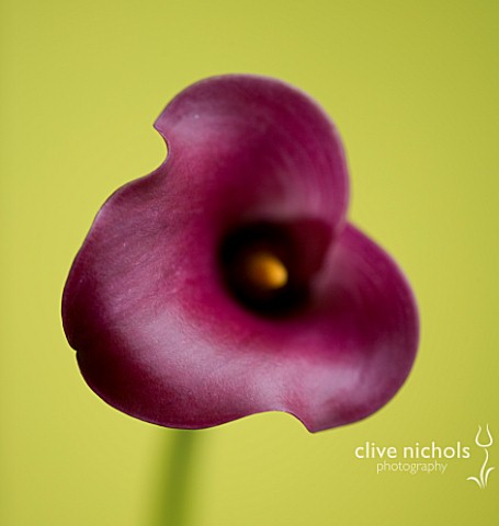 CLOSE_UP_OF_PINK_CALLA_LILY__ZANTEDESCHIA_SP_AGAINST_YELLOW_BACKGROUND
