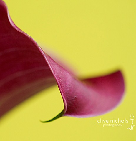CLOSE_UP_OF_PINK_CALLA_LILY__ZANTEDESCHIA_SP_AGAINST_YELLOW_BACKGROUND
