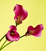 CLOSE UP OF THREE PINK CALLA LILIES  (ZANTEDESCHIA SP) AGAINST YELLOW BACKGROUND