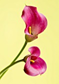 CLOSE UP OF TWO PINK CALLA LILIES  (ZANTEDESCHIA SP) AGAINST YELLOW BACKGROUND