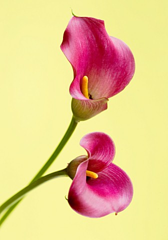 CLOSE_UP_OF_TWO_PINK_CALLA_LILIES__ZANTEDESCHIA_SP_AGAINST_YELLOW_BACKGROUND