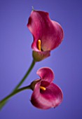 CLOSE UP OF TWO PINK CALLA LILIES  (ZANTEDESCHIA SP) AGAINST BLUE BACKGROUND