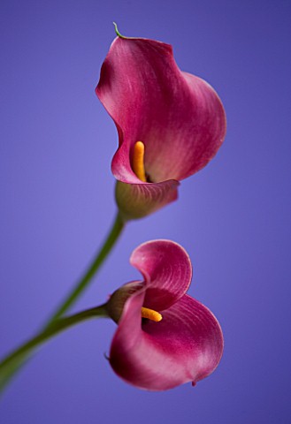 CLOSE_UP_OF_TWO_PINK_CALLA_LILIES__ZANTEDESCHIA_SP_AGAINST_BLUE_BACKGROUND