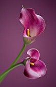 CLOSE UP OF TWO PINK CALLA LILIES  (ZANTEDESCHIA SP) AGAINST PINK BACKGROUND
