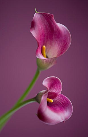 CLOSE_UP_OF_TWO_PINK_CALLA_LILIES__ZANTEDESCHIA_SP_AGAINST_PINK_BACKGROUND