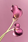CLOSE UP OF TWO PINK CALLA LILIES  (ZANTEDESCHIA SP) AGAINST PINK BACKGROUND