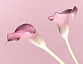 CLOSE UP OF TWO LIGHT PINK CALLA LILIES  (ZANTEDESCHIA SP) AGAINST LIGHT PINK BACKGROUND