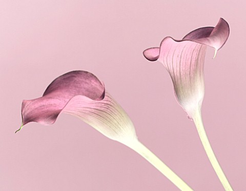 CLOSE_UP_OF_TWO_LIGHT_PINK_CALLA_LILIES__ZANTEDESCHIA_SP_AGAINST_LIGHT_PINK_BACKGROUND