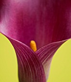 CLOSE UP OF PINK CALLA LILY  (ZANTEDESCHIA SP) AGAINST YELLOW BACKGROUND