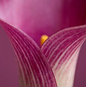 CLOSE UP OF PINK CALLA LILY  (ZANTEDESCHIA SP) AGAINST PINK BACKGROUND